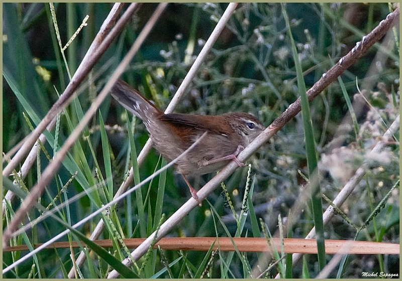 Buscarle de cetti .jpg